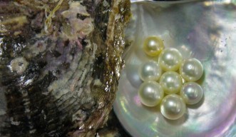 Molecular fingerprint behind beautiful pearls revealed 