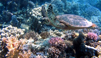 Coral header image - eDNA sampling with Mini-ROVs