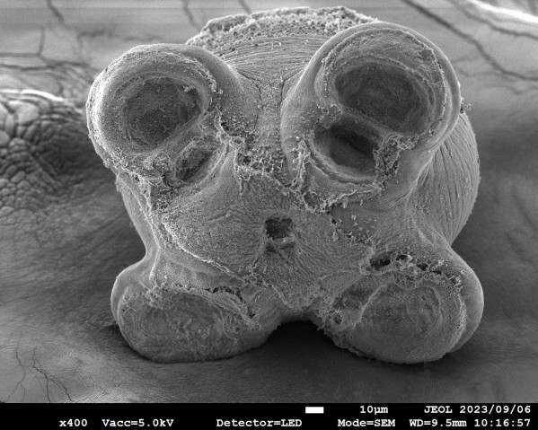 SEM photograph of the tiny Phoreibothrium tapeworm, showing a frontal view.