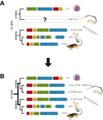 Genomic Link Found between All Deuterostomes